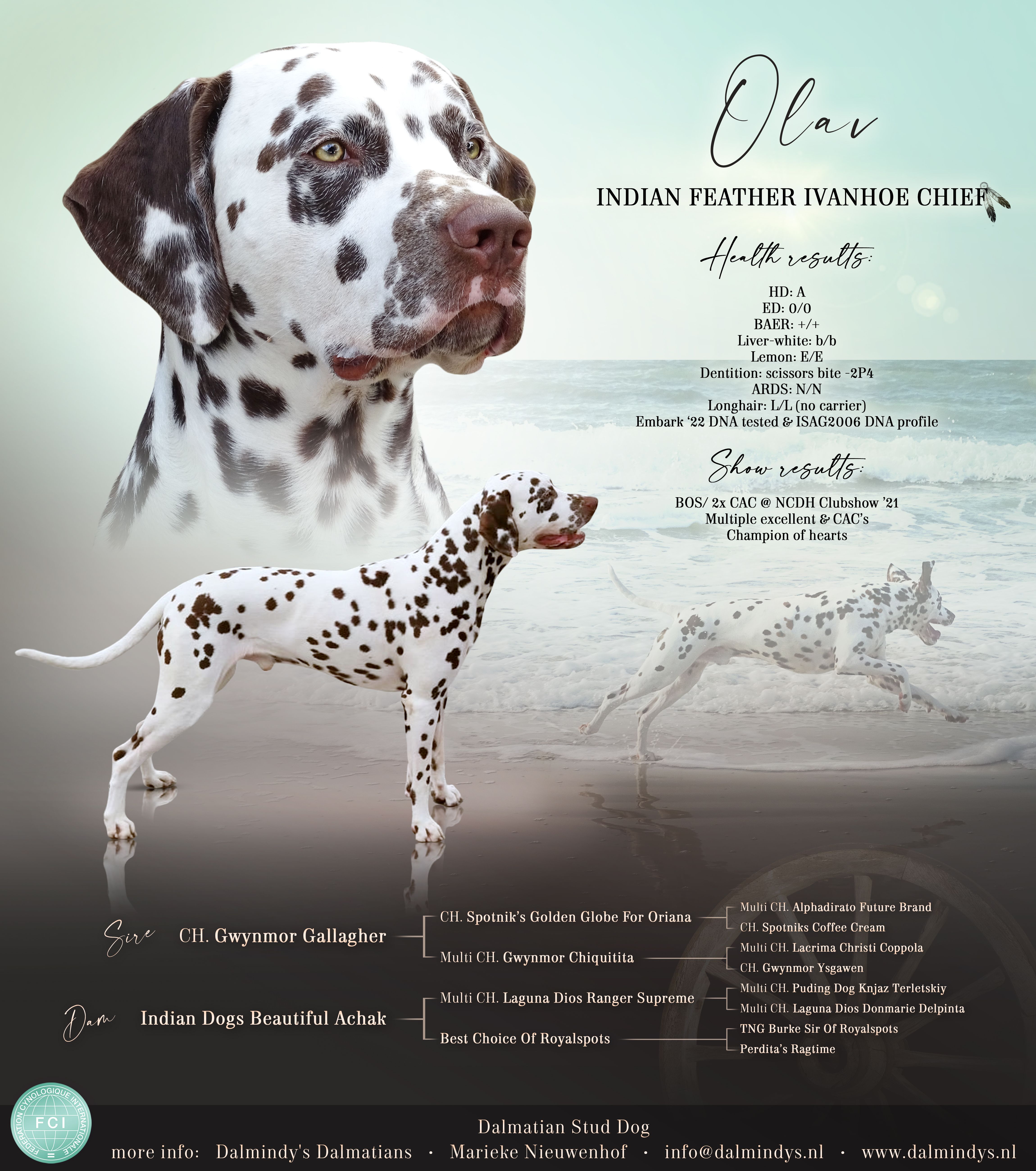 Indian Feather Ivanhoe Chief  "Olav"