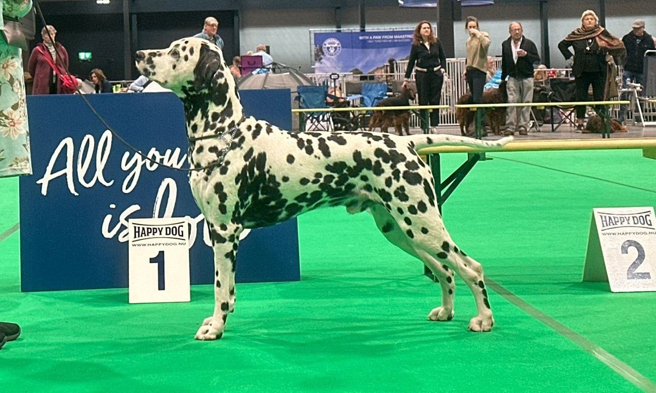 CAC/CACIB 53th INTERNATIONAL DOGSHOW MAASTRICHT 27-09-2025