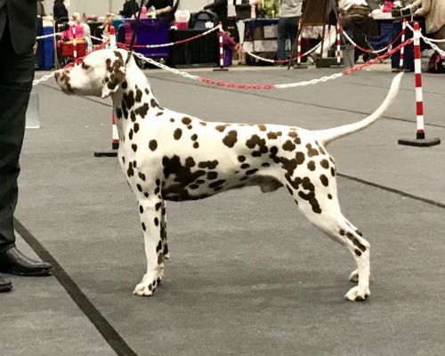 Muta Baruka The Astonishing "Muta"