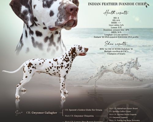 Indian Feather Ivanhoe Chief  "Olav"