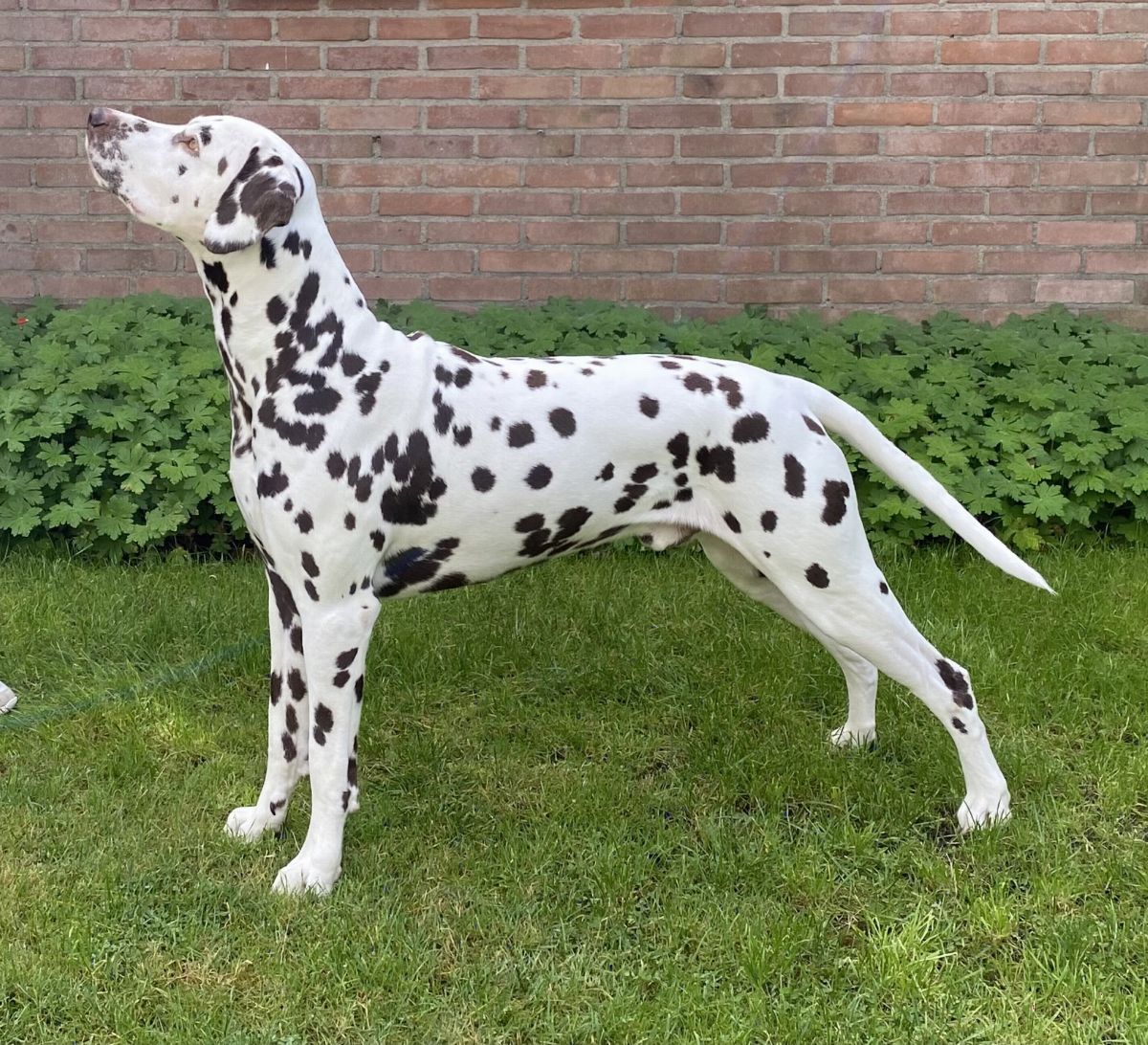 Gwynmor Lionheart "Flip"