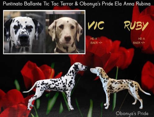 Obonya's Pride - Obonya's Pride Ela Anna Rubina