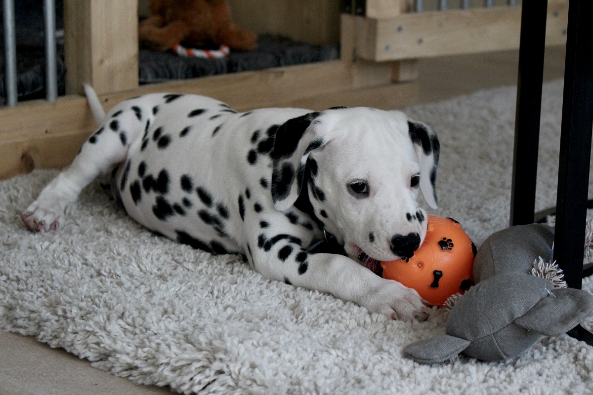 Wat Kost Een Puppy Dalmatier NCDH 2022