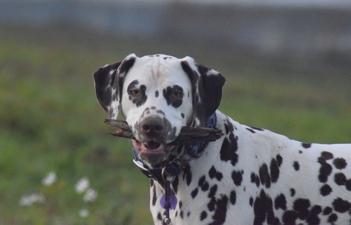 Webinar Voeding & Supplementen