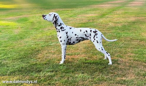 Dalmindy`s Dalmatische honden - Pien