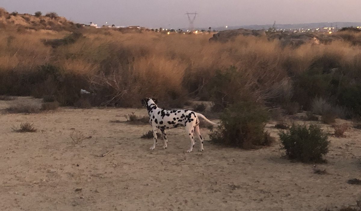 Gratis webinar: “Als je hond vermist raakt… of liever: hoe je dat voorkomt”