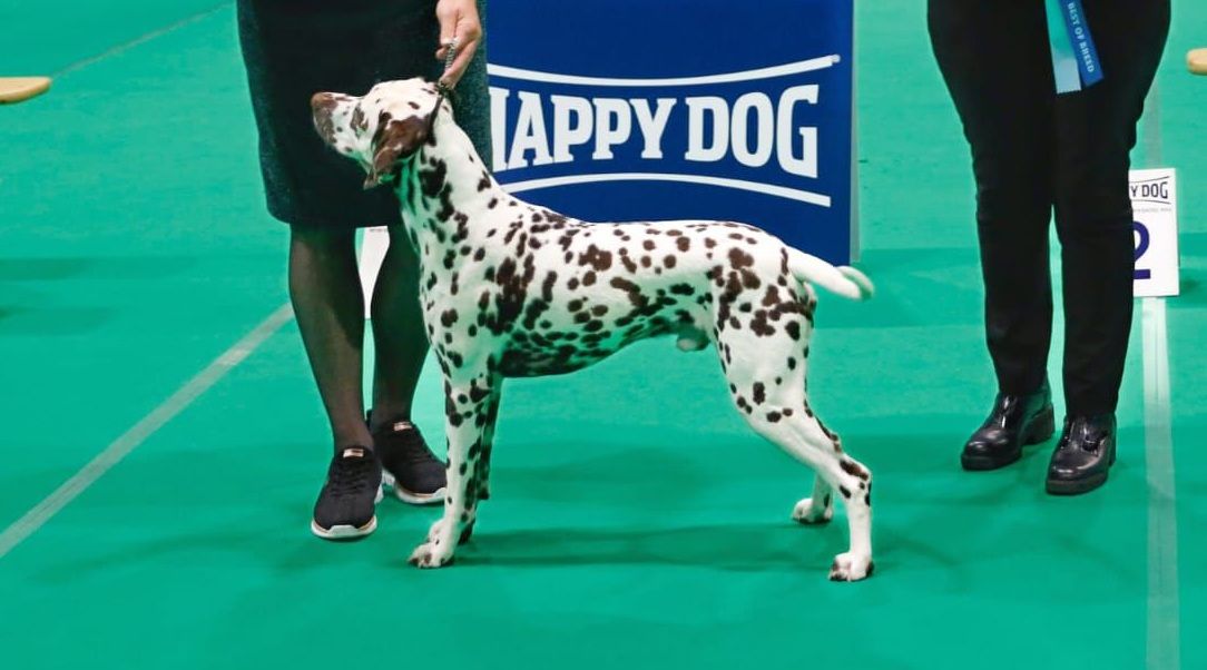 CAC/CACIB 54th INTERNATIONAL DOGSHOW MAASTRICHT 28-09-2025